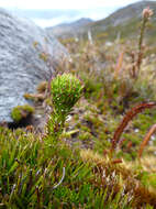 Image of Euphrasia hookeri Wettst.