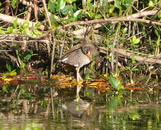 Image of Mangrove Rail