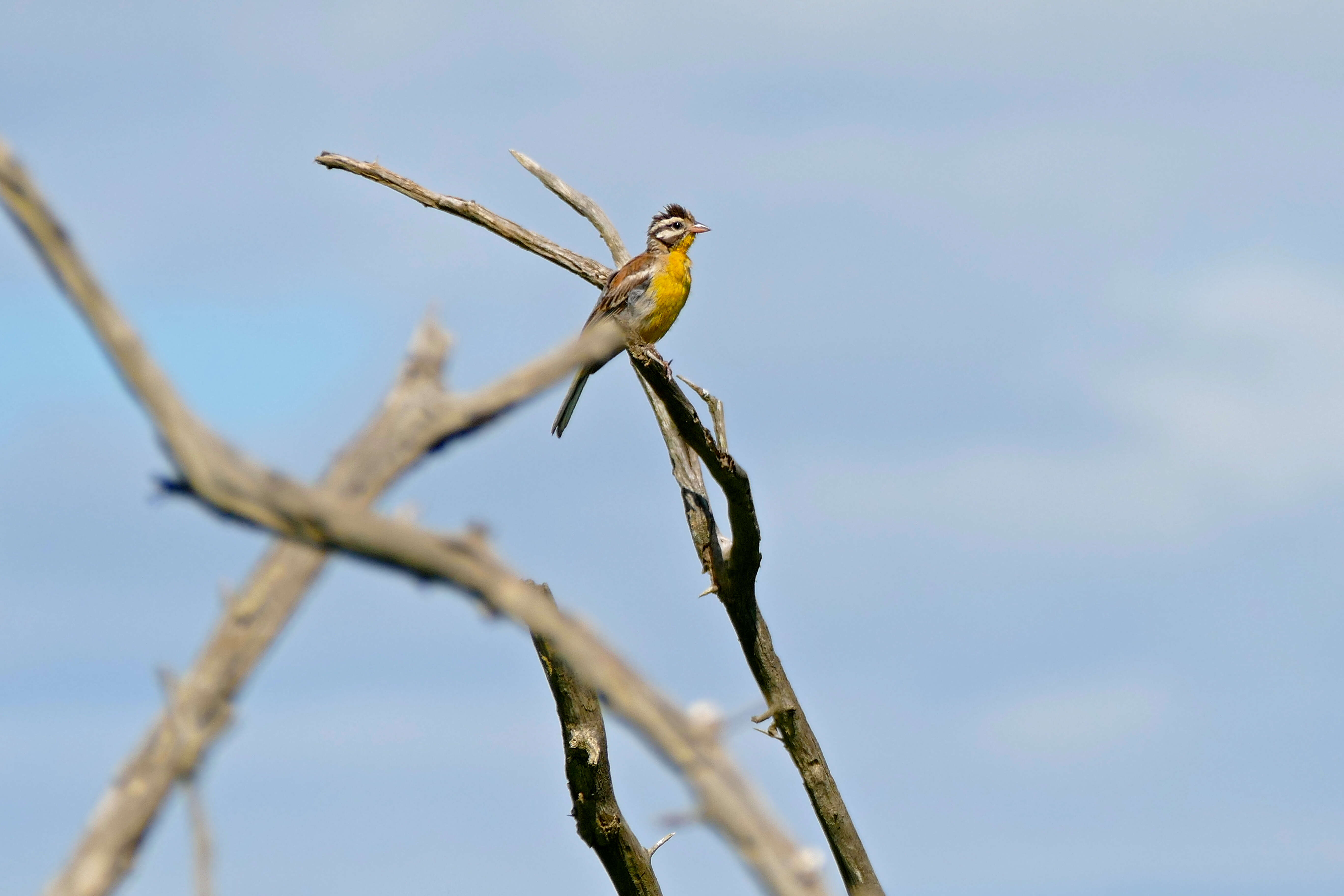 Image of African Golden-breasted Bunting