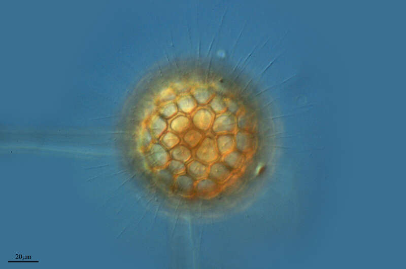 Image of cercozoans