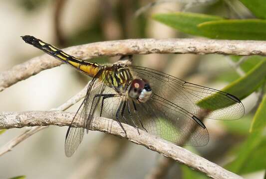 Image of Blue Dasher