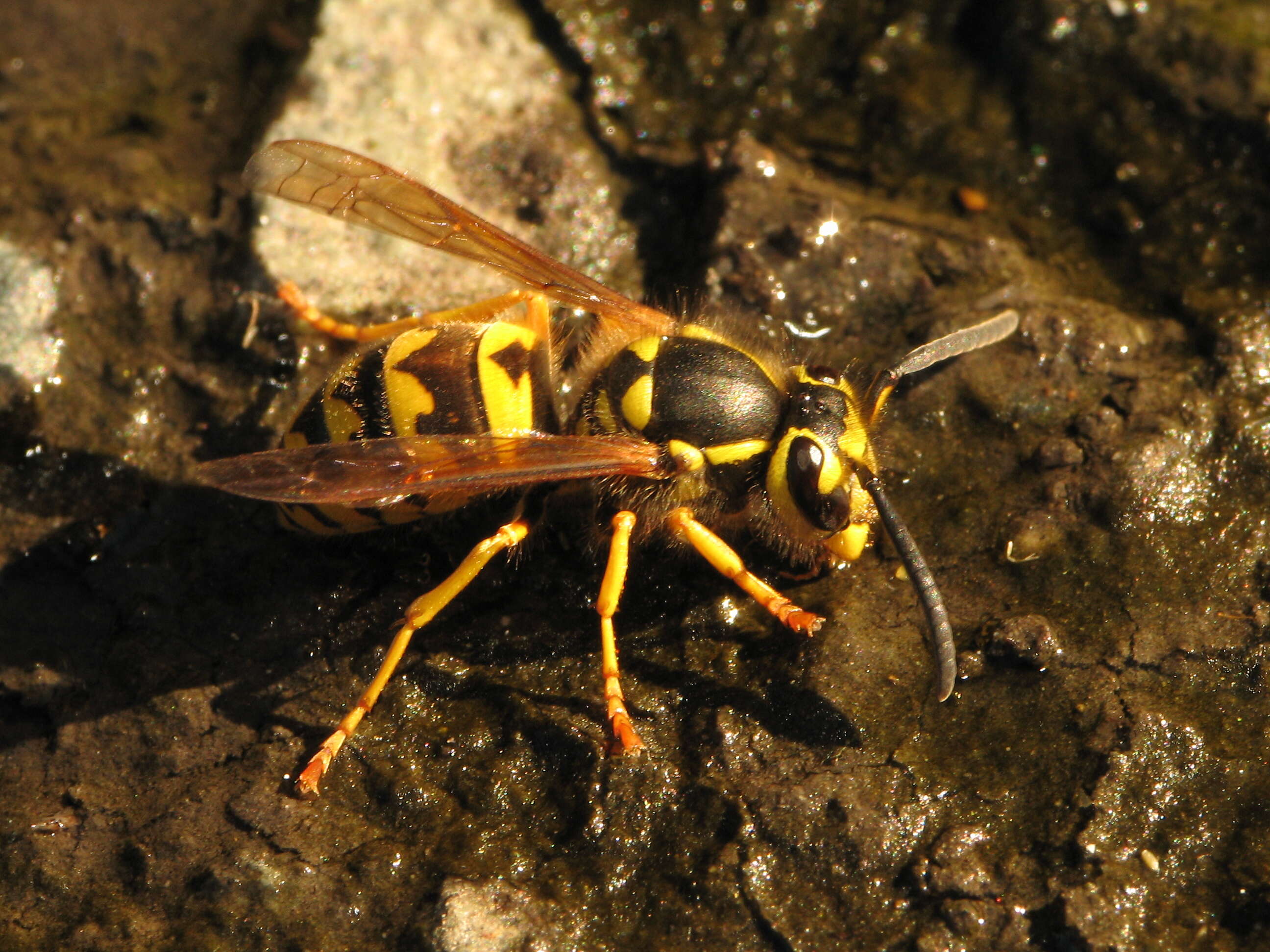 Image of Western Yellowjacket