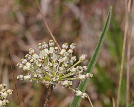 Image of milkweed