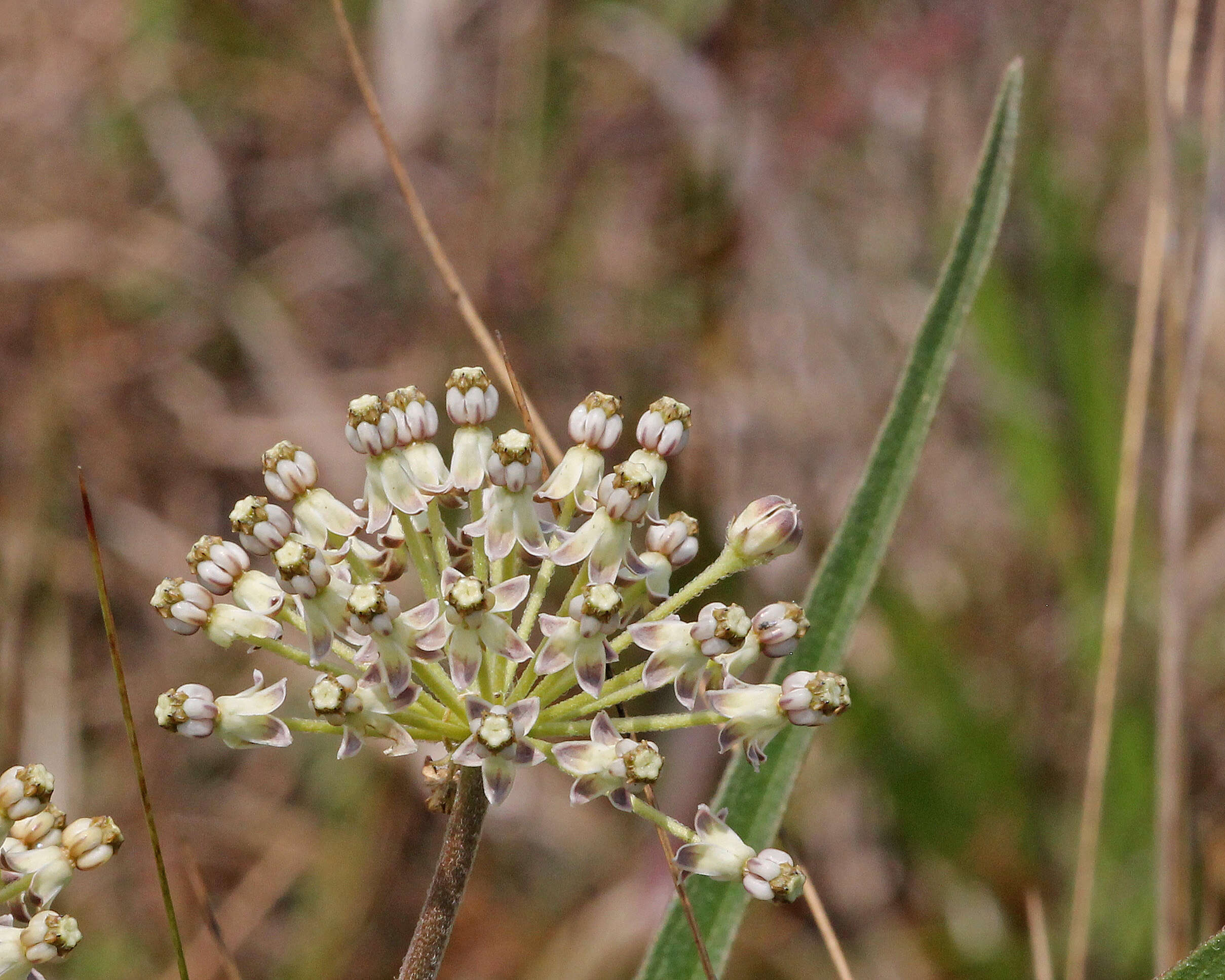 Imagem de Asclepias longifolia Michx.