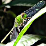 Image of Pondhawks