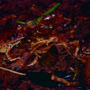 Image of Great Barred River-frog