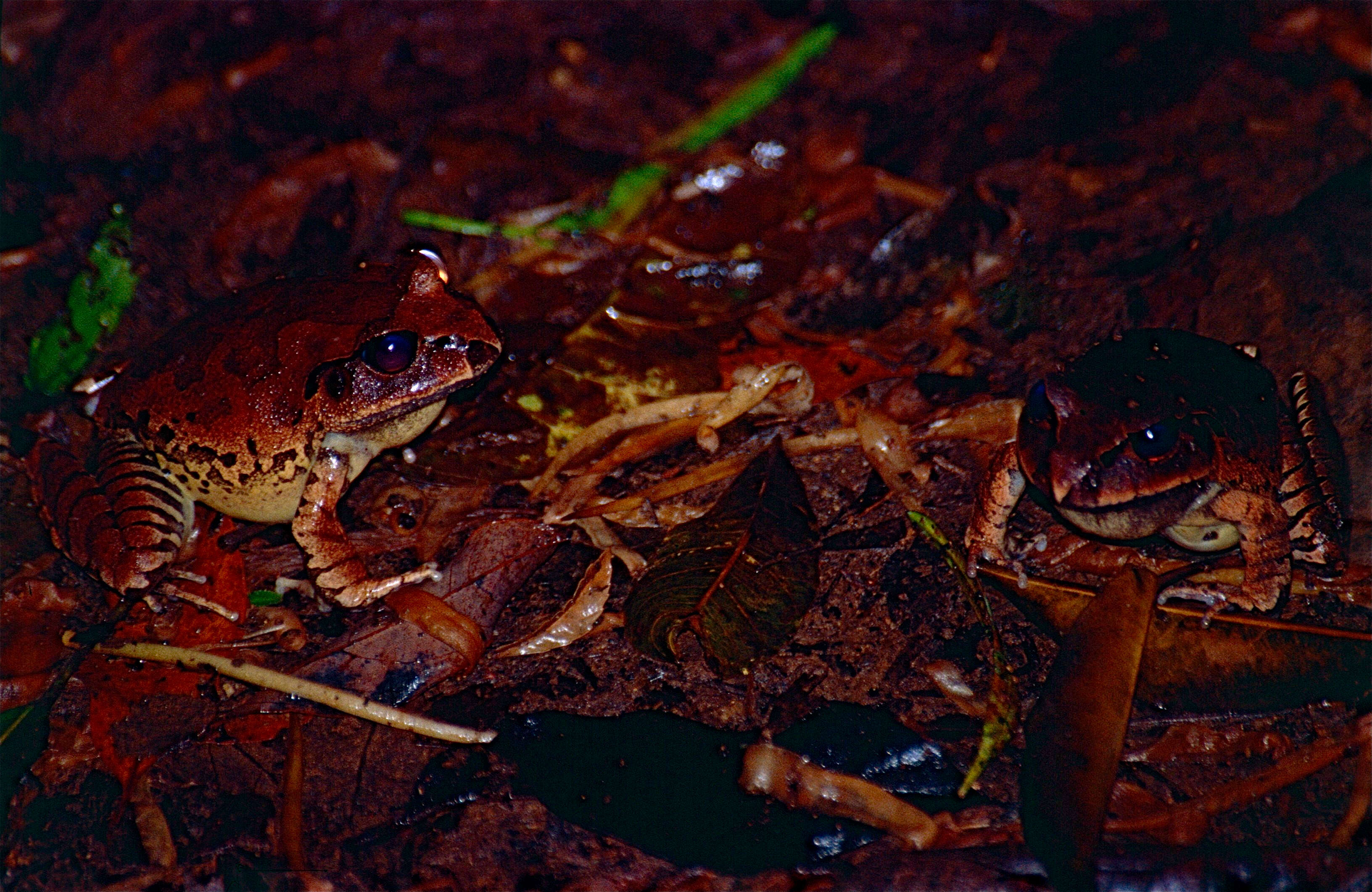 Image of Australian frogs