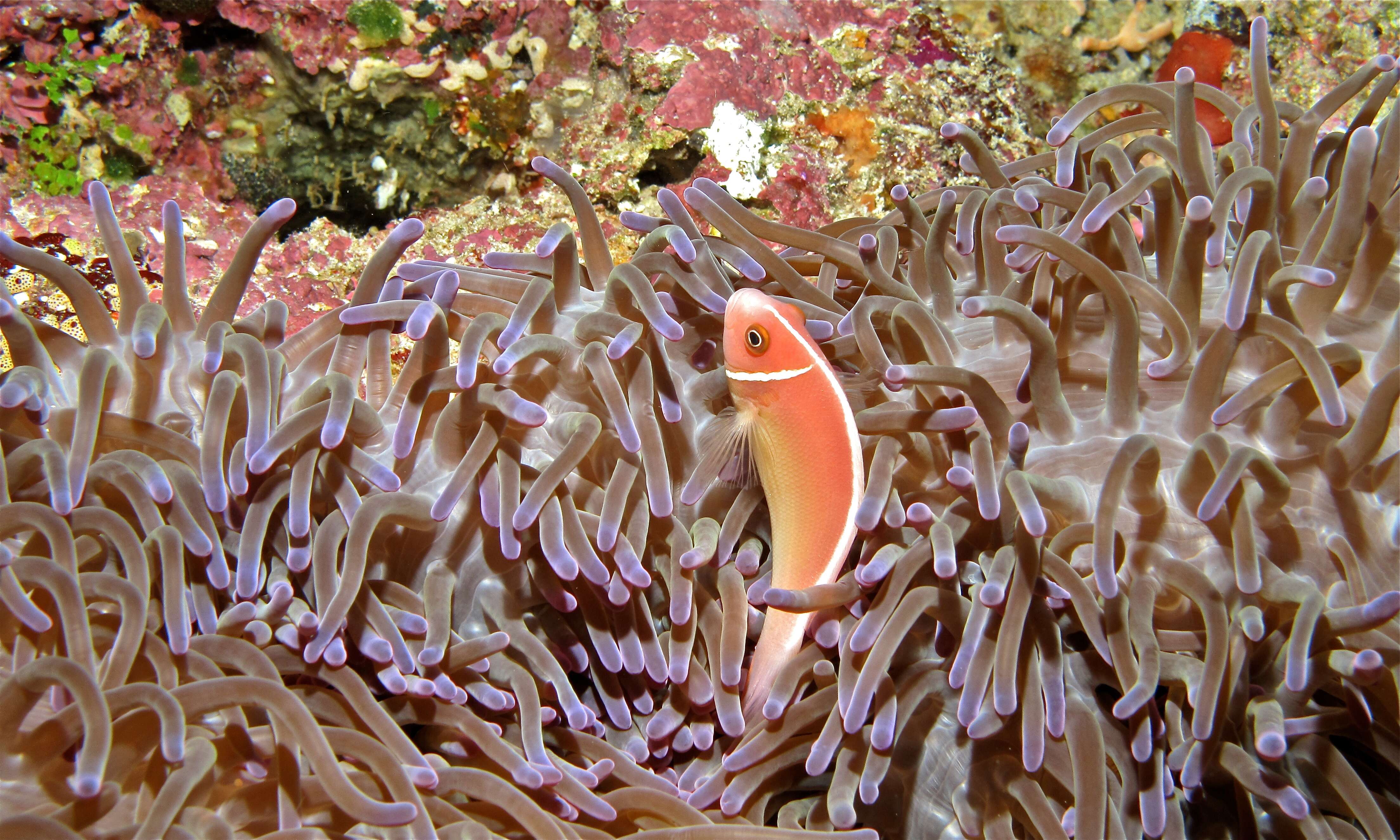 Image of Amphiprion