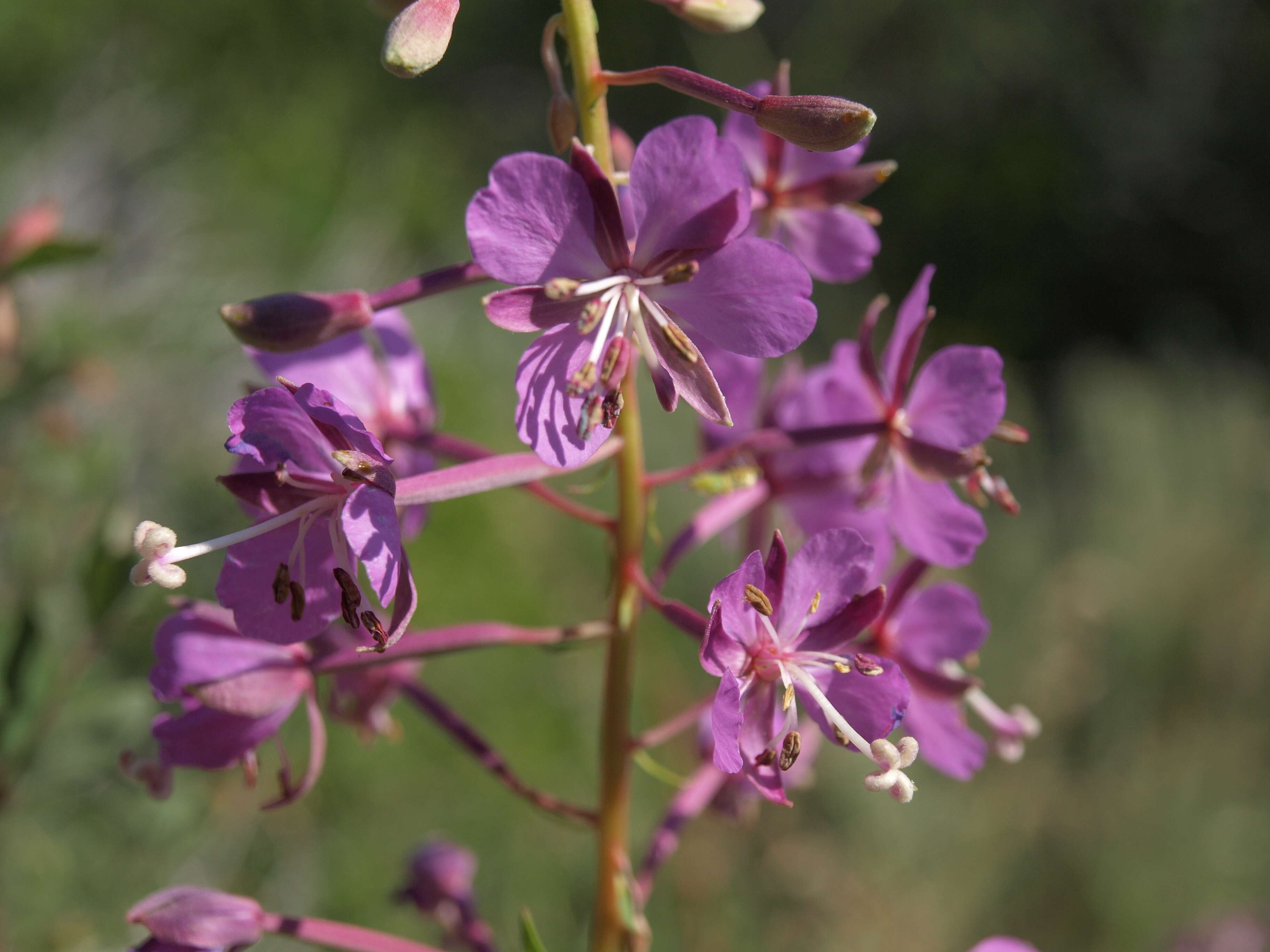 Image of rosebay willowherb