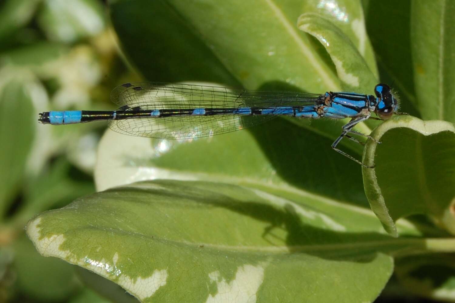 Image of bluet