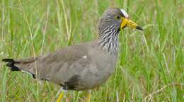 Image of Lapwing