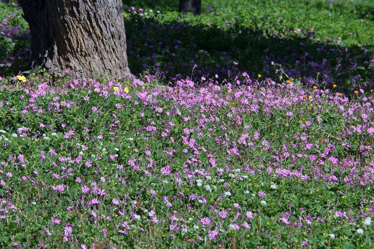 Image of Silene colorata Poir.