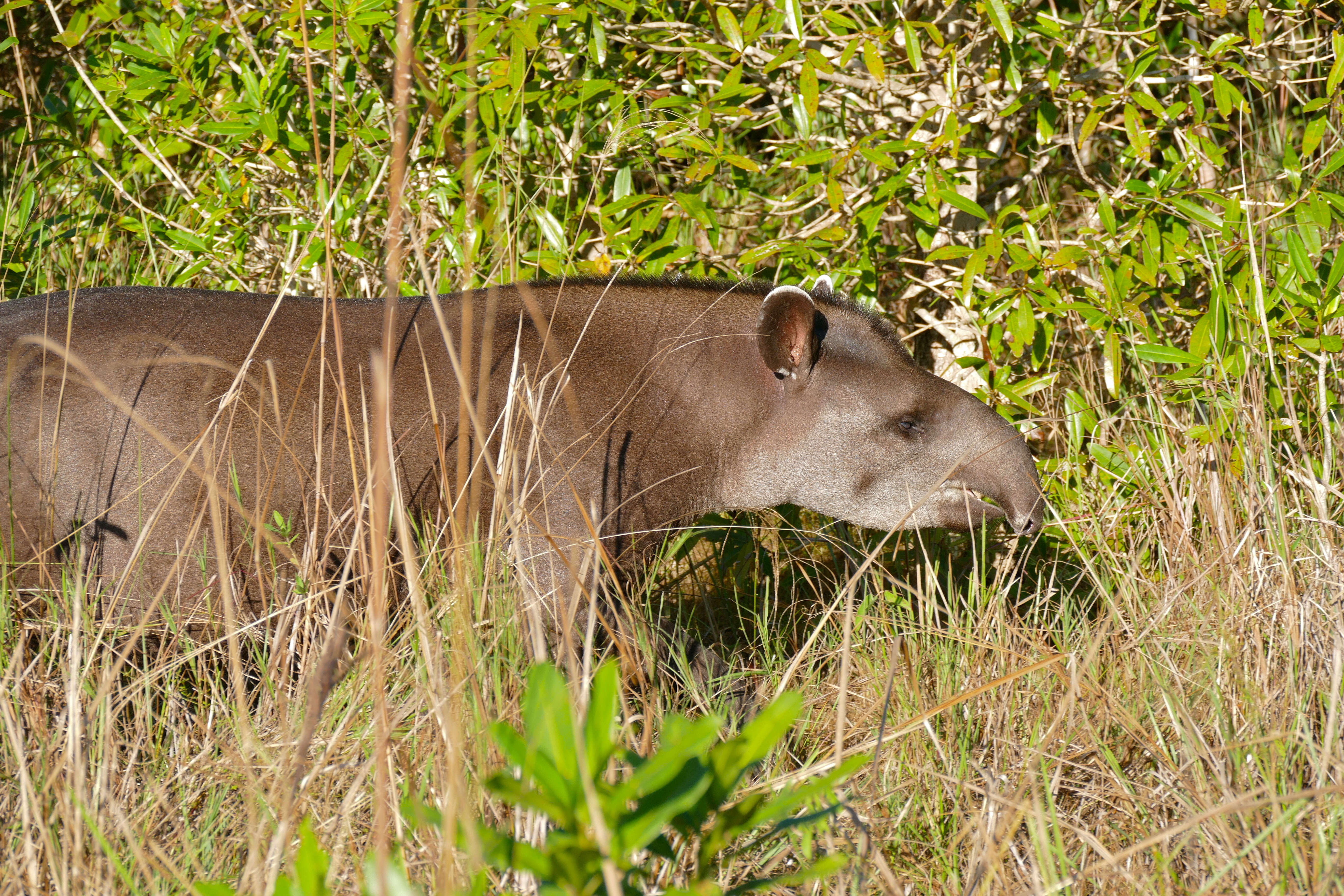 Image de Tapir D'Amérique