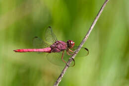 Image of Carmine Skimmer