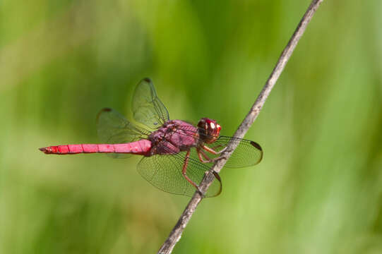 Image of Carmine Skimmer