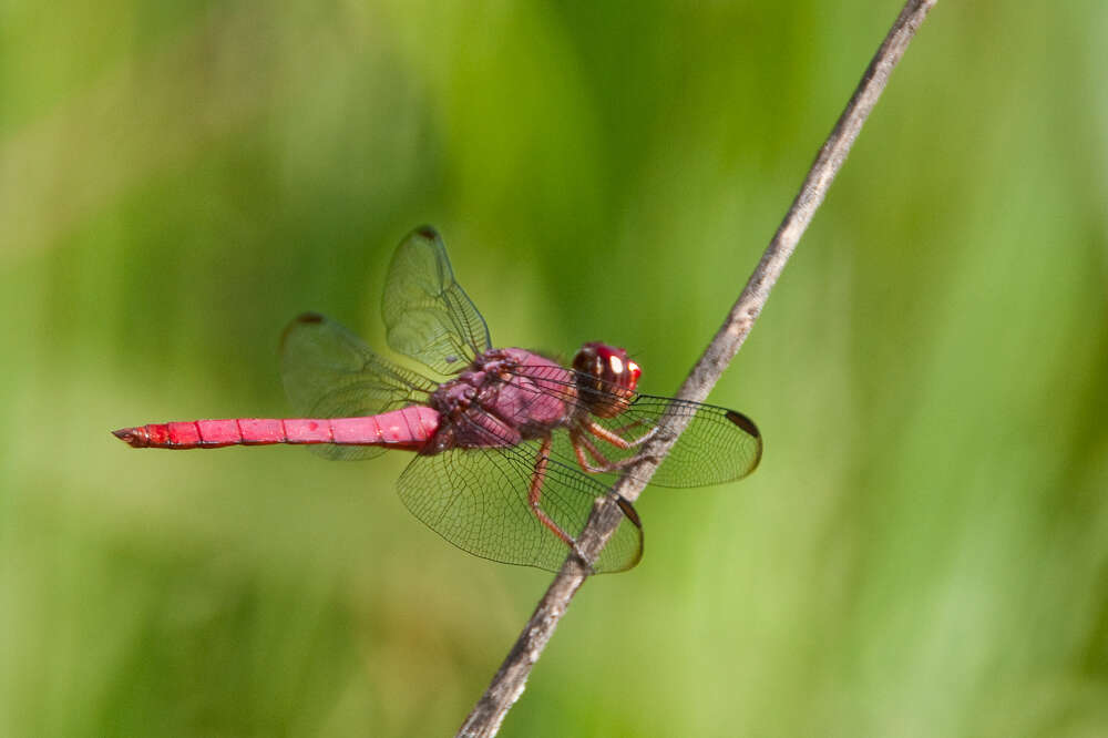 Image of Carmine Skimmer