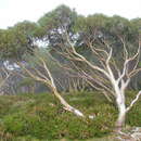 Image of Eucalyptus pauciflora subsp. acerina K. Rule