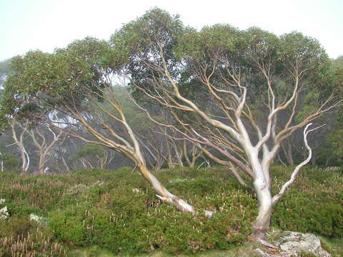 Image of Eucalyptus pauciflora subsp. acerina K. Rule