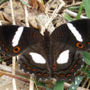 Image of Anartia lytraea Godart 1819