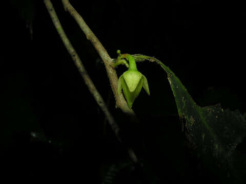 Image of Desmopsis verrucipes Chatrou, G. E. Schatz & N. Zamora