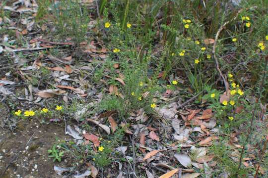 Image of Hibbertia riparia (R. Br. ex DC.) Hoogland