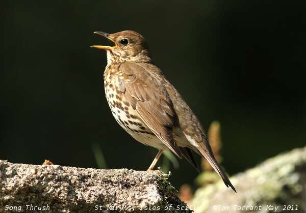 Image of Song Thrush