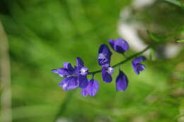 Image of Milkwort