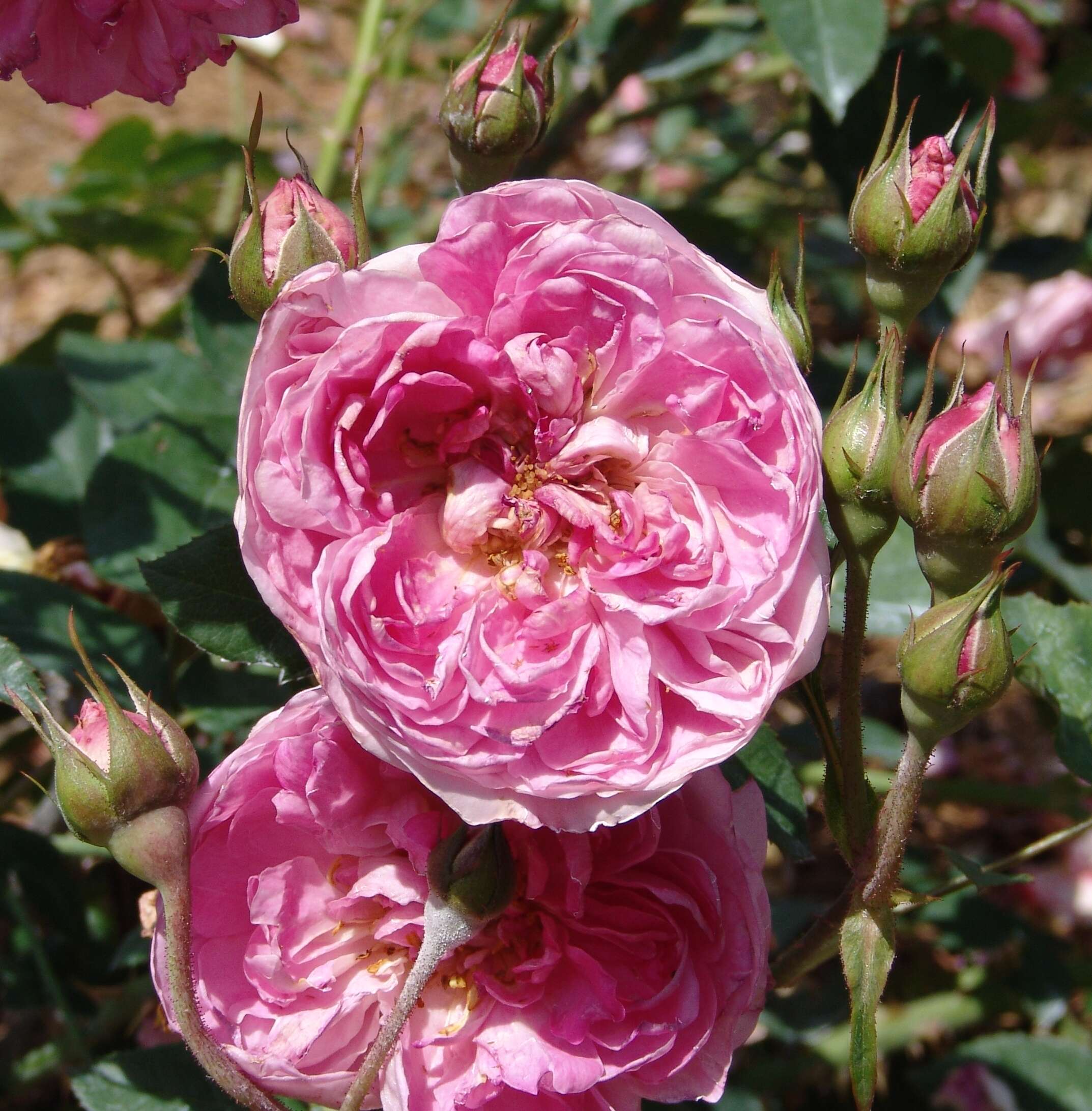 Image of Rosa