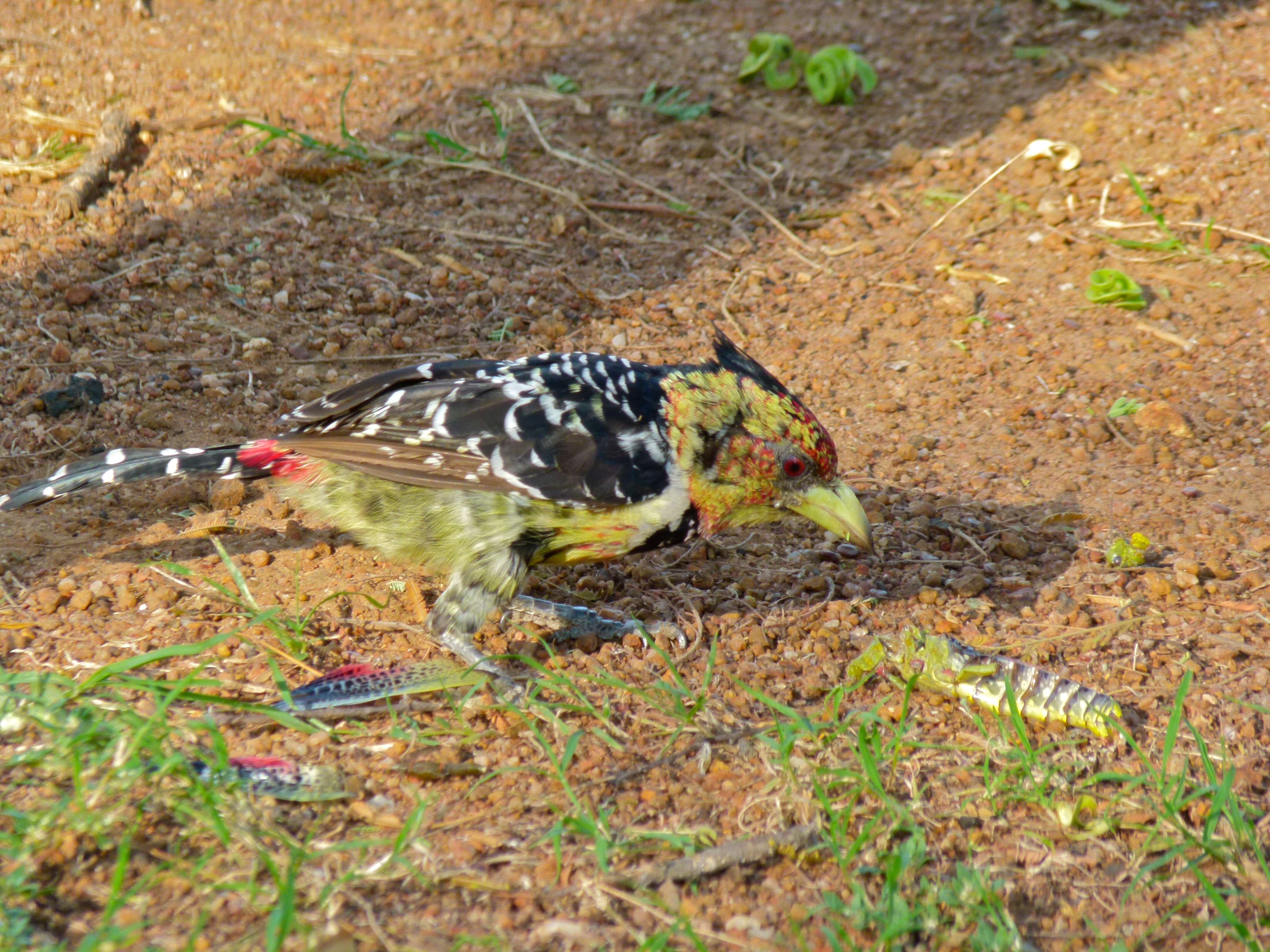 Image of African terrestrial barbets