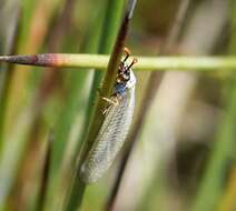 Image of Antlion