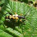 Image of Yellow and black longhorn