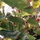 Слика од Begonia manicata Brongn.