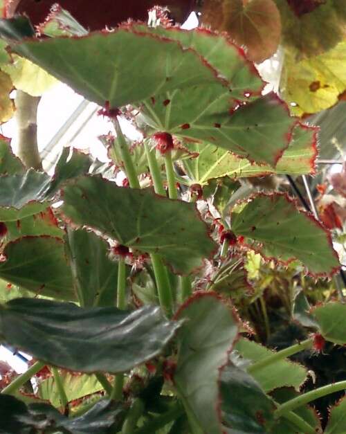 Слика од Begonia manicata Brongn.