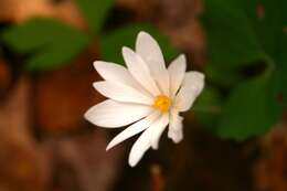 Image of bloodroot