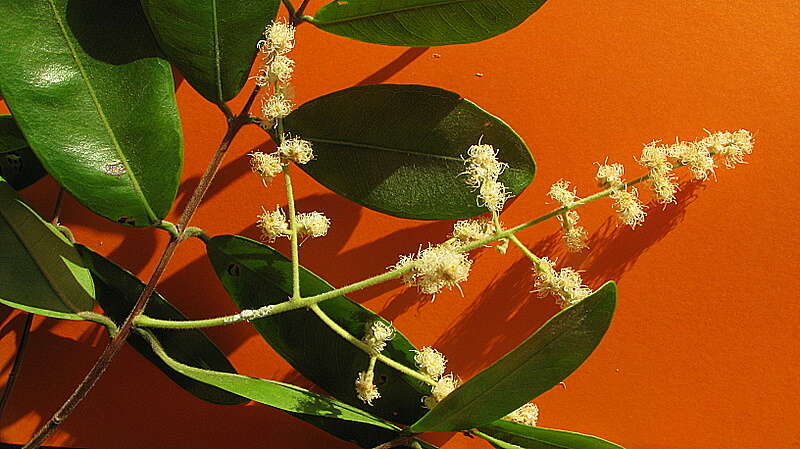 Myrcia tomentosa (Aubl.) DC.的圖片