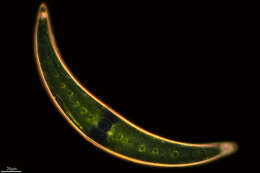 Image of Closterium moniliferum