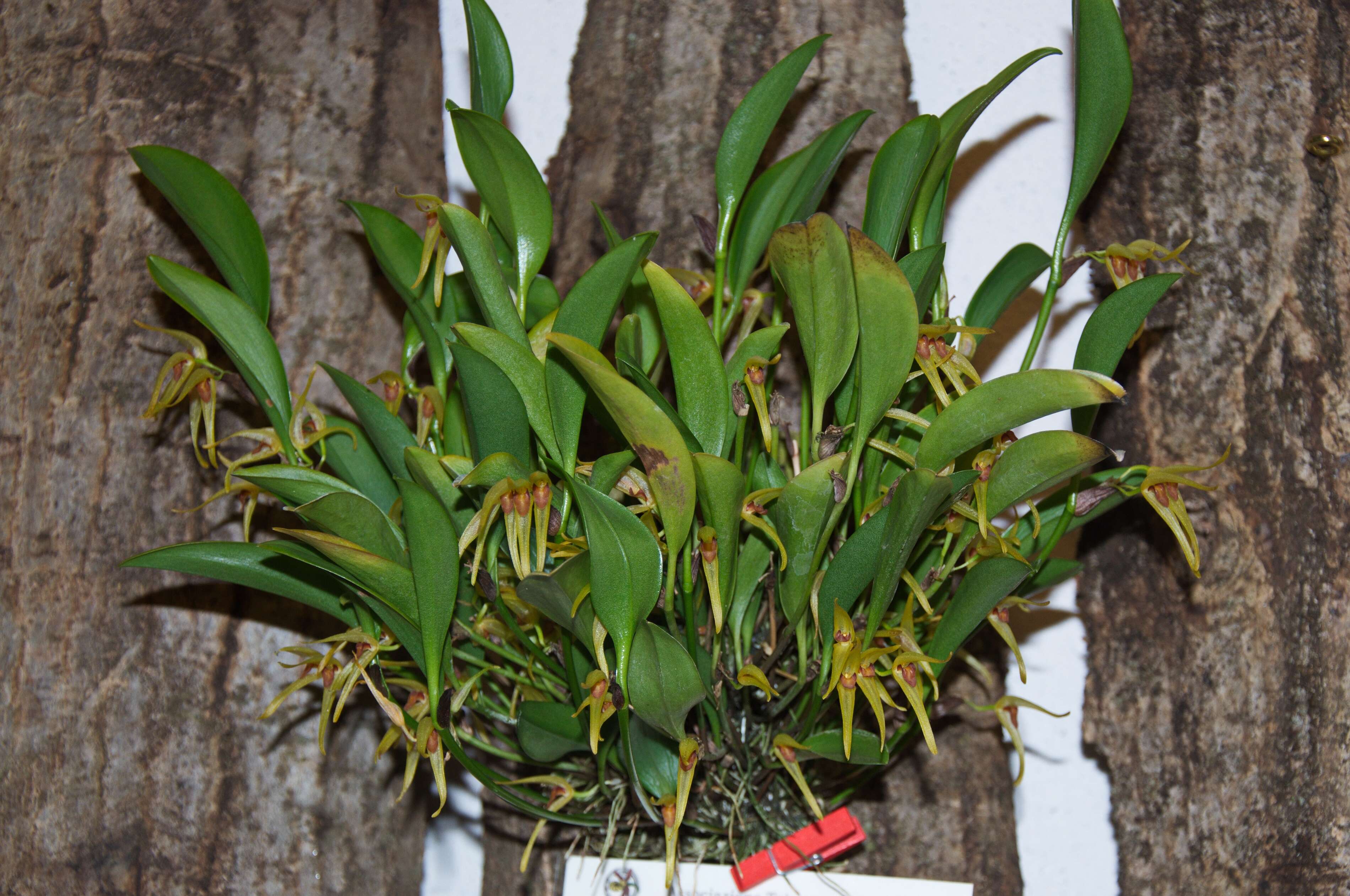 Image of Pleurothallis hitchcockii Ames