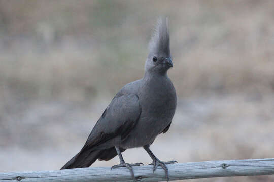 Image of Grey Go-away-bird