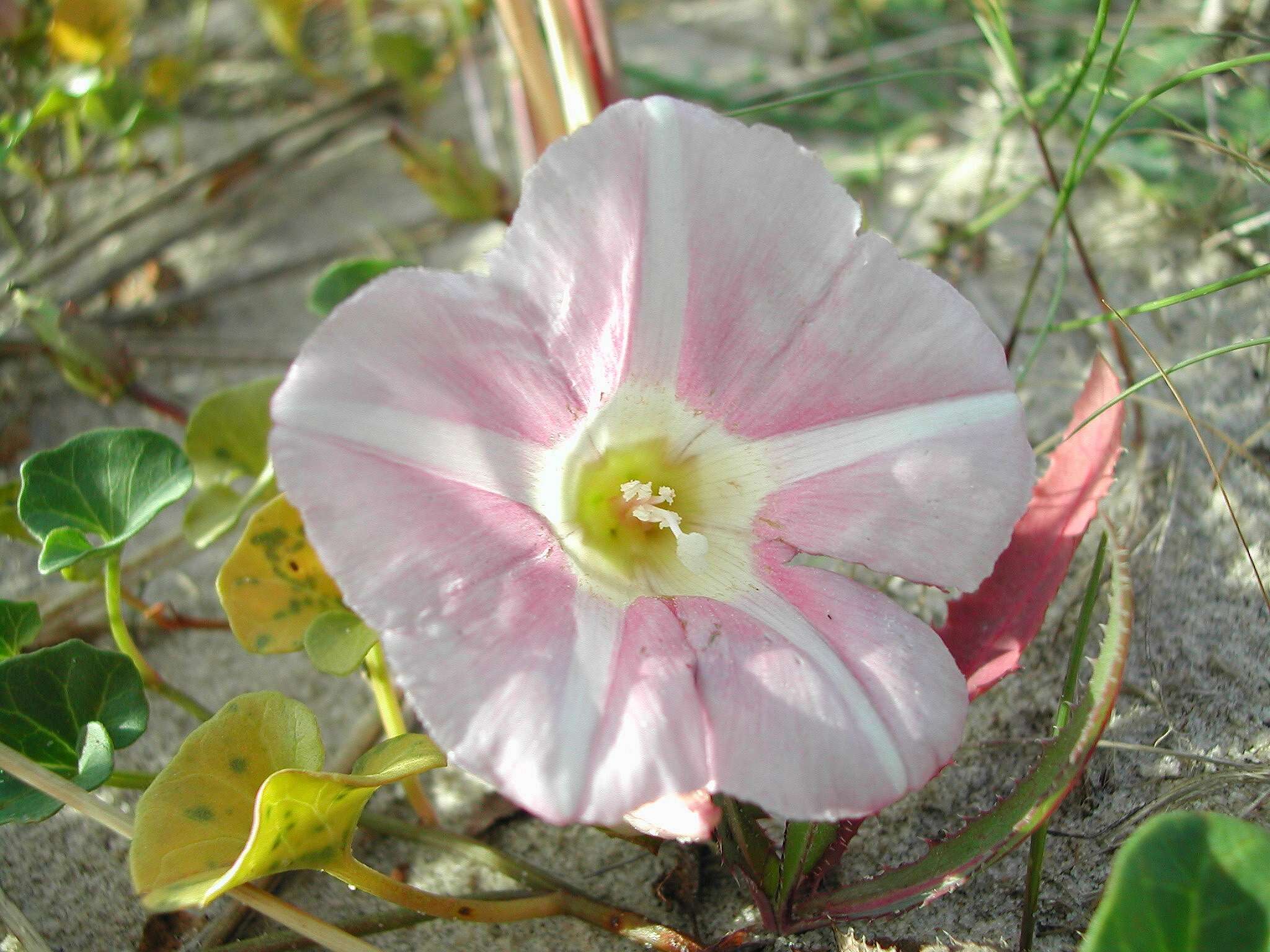 Image of Bindweed