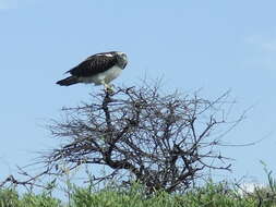 Image of ospreys