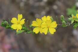 Image of Hibbertia riparia (R. Br. ex DC.) Hoogland