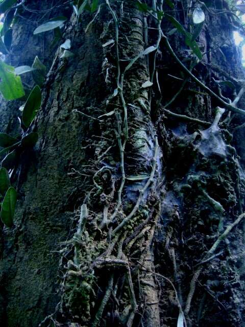 Image of Ficus punctata Thunb.