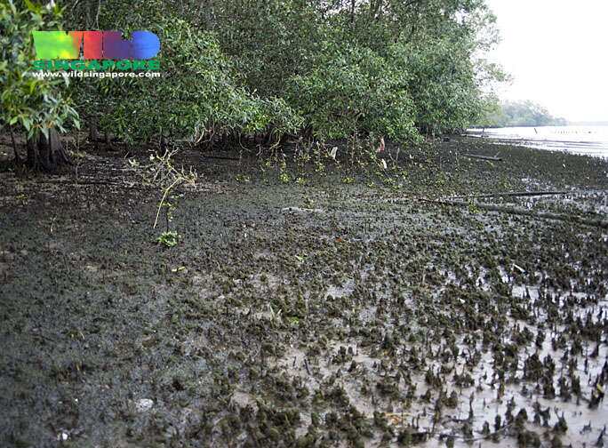 Image of seagrass