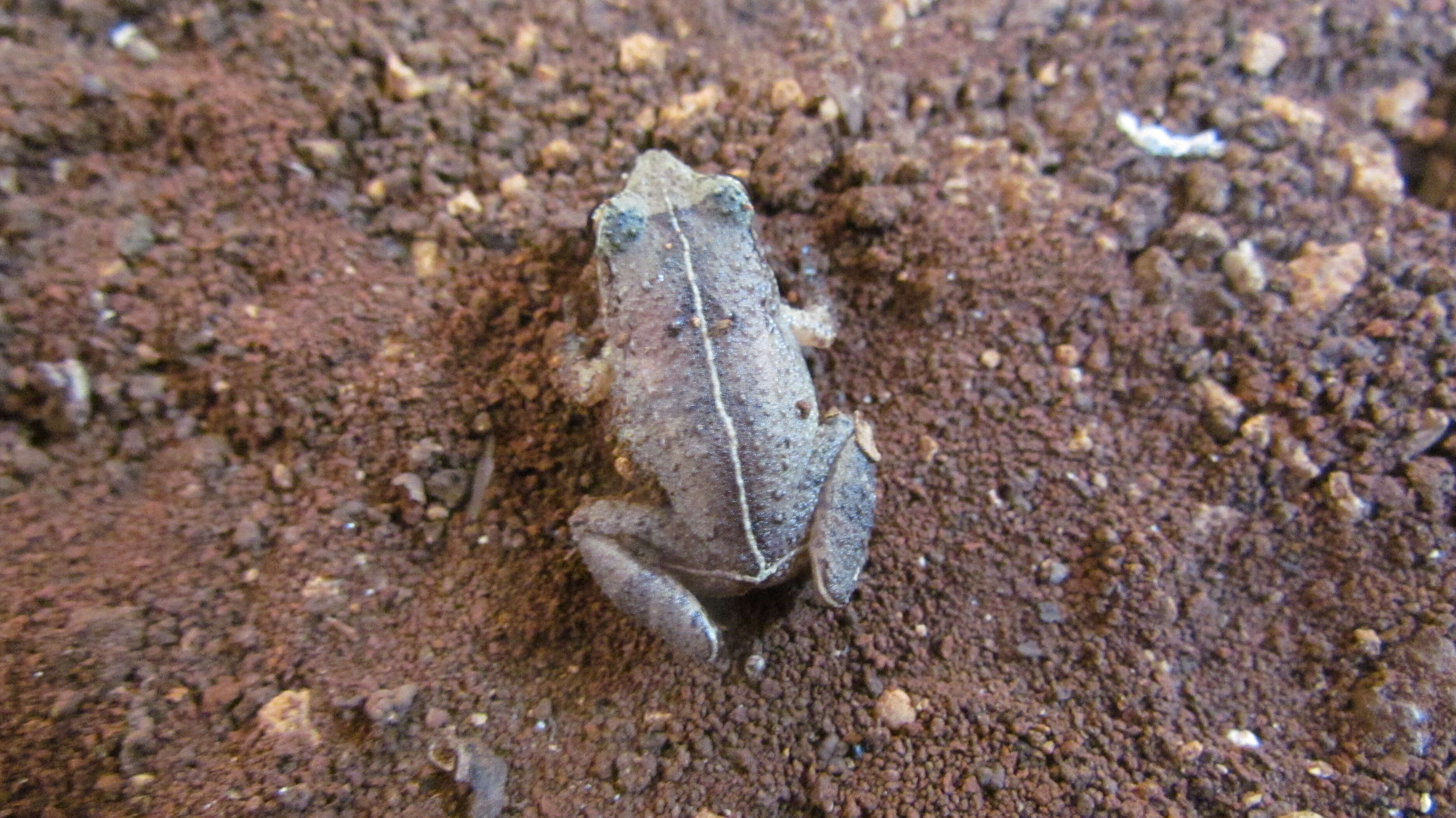 Image of Johnstone's Robber Frog