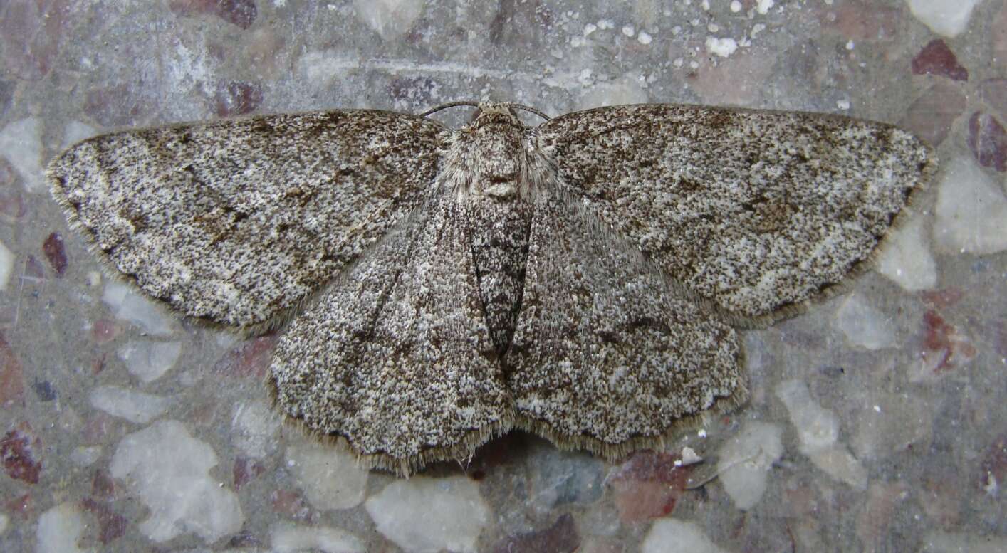 Image of The Small Engrailed