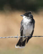 Image of Eastern Kingbird