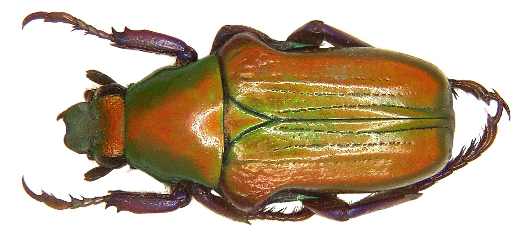 Image of Pygora (Stizopygora) pulchripes Waterhouse 1878