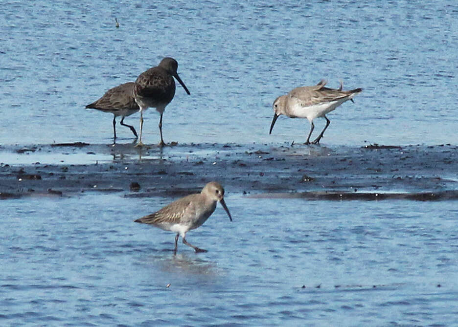 Image of Calidris Merrem 1804