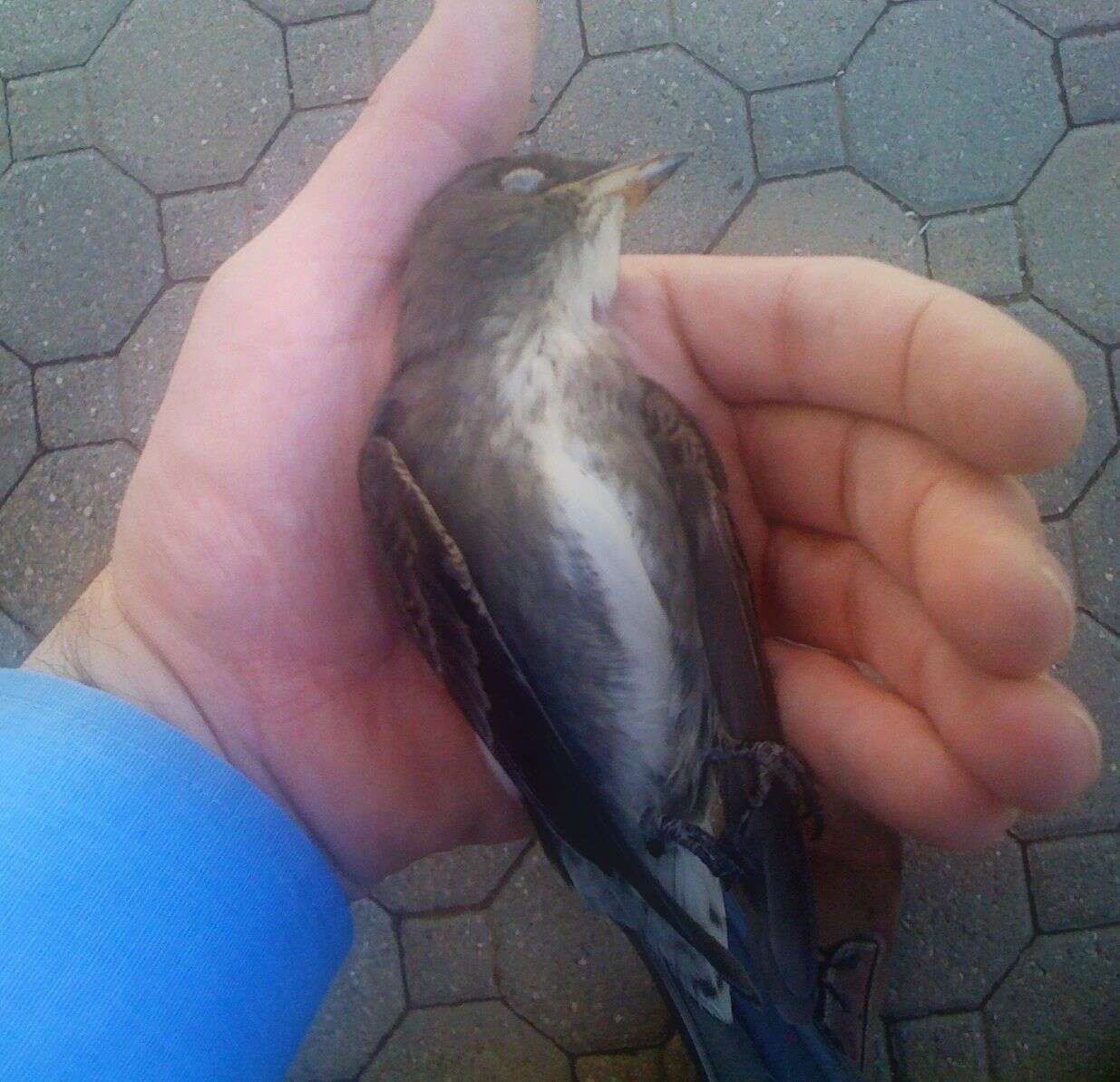 Image of Olive-Sided Flycatcher