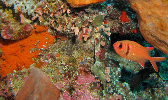 Image of Epaulette soldierfish